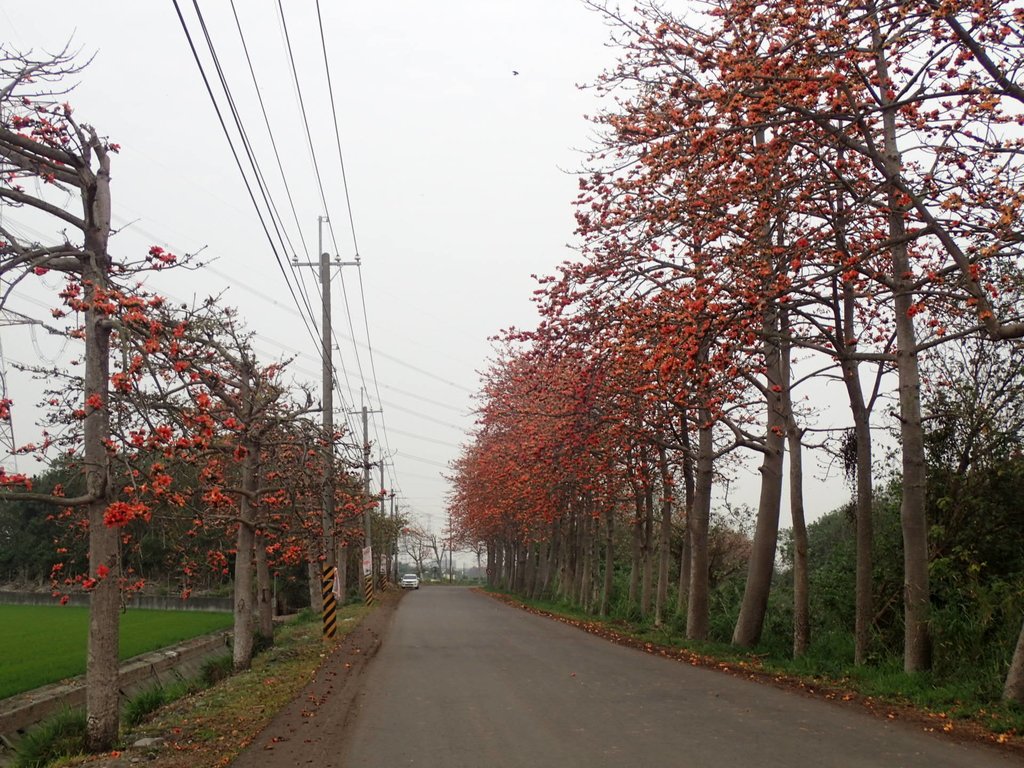 P3066337.JPG - 埤頭  東螺溪  木棉花