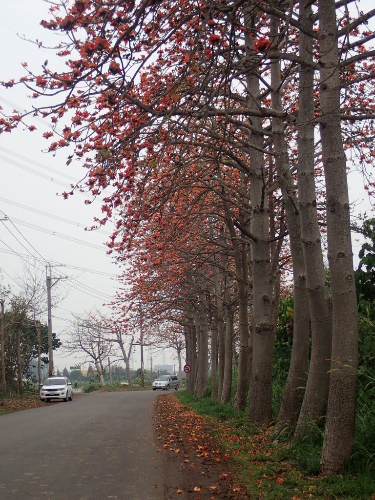 P3066355.JPG - 埤頭  東螺溪  木棉花