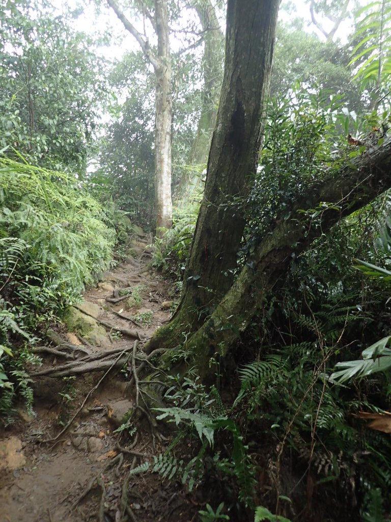 P2107505.JPG - 大溪  溪洲山登山步道