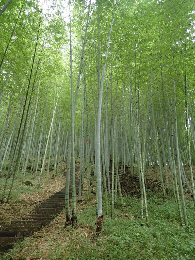 PA231677.JPG - 石壁山  嘉南雲峰步道