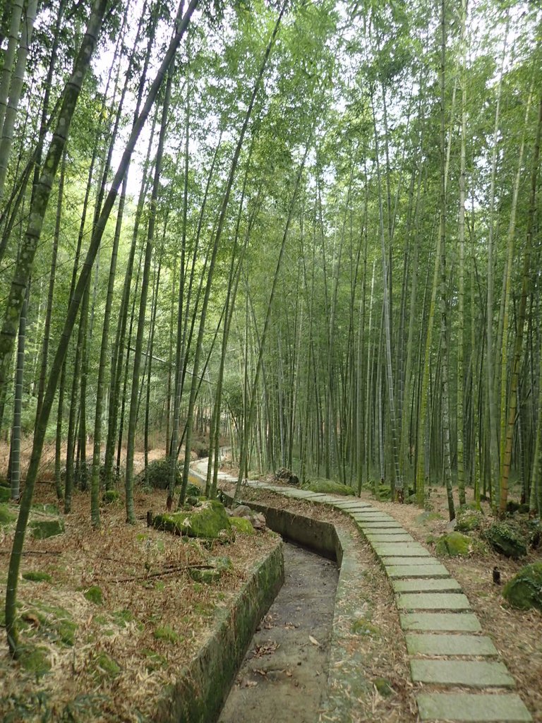 PA171285.JPG - 鹿谷  長源圳古道