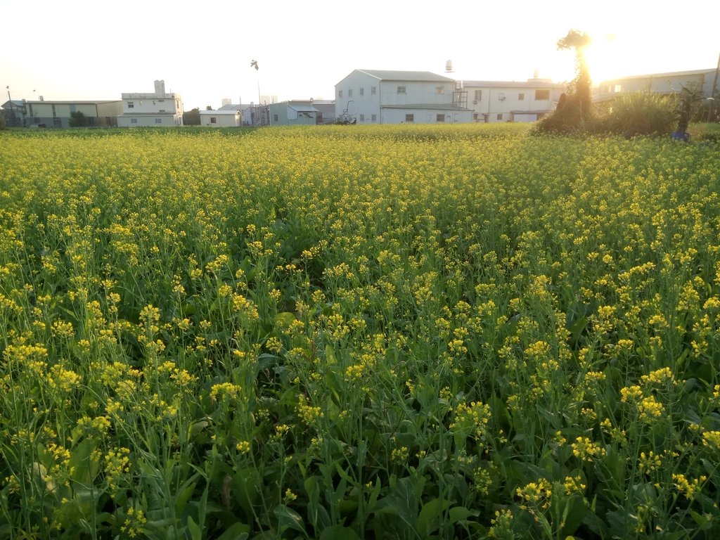 DSC_0170.JPG - 台中  西屯  油菜花田