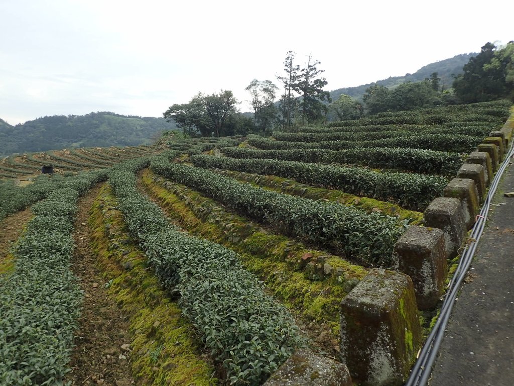 P3170442.JPG - 坪林  大湖尾茶園風光