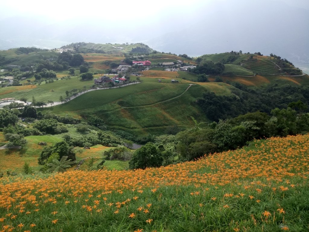 DSC_0740.JPG - 富里  六十石山  金針花季