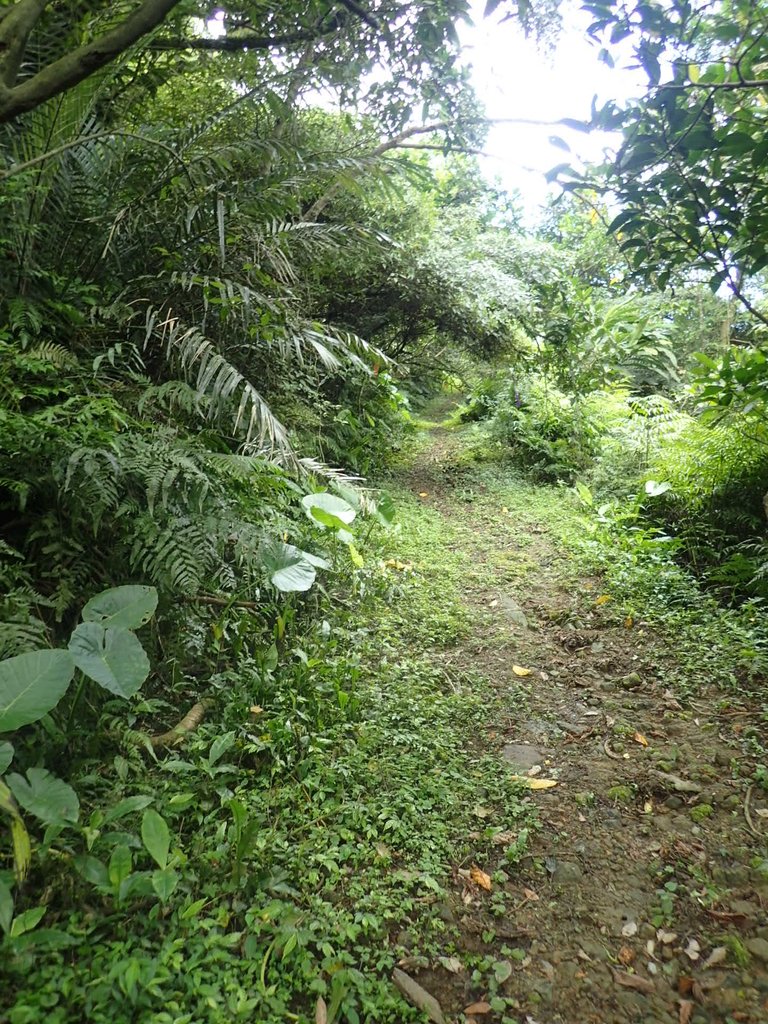 P6090381.JPG - 瑞芳  三貂嶺山  三貂大崙