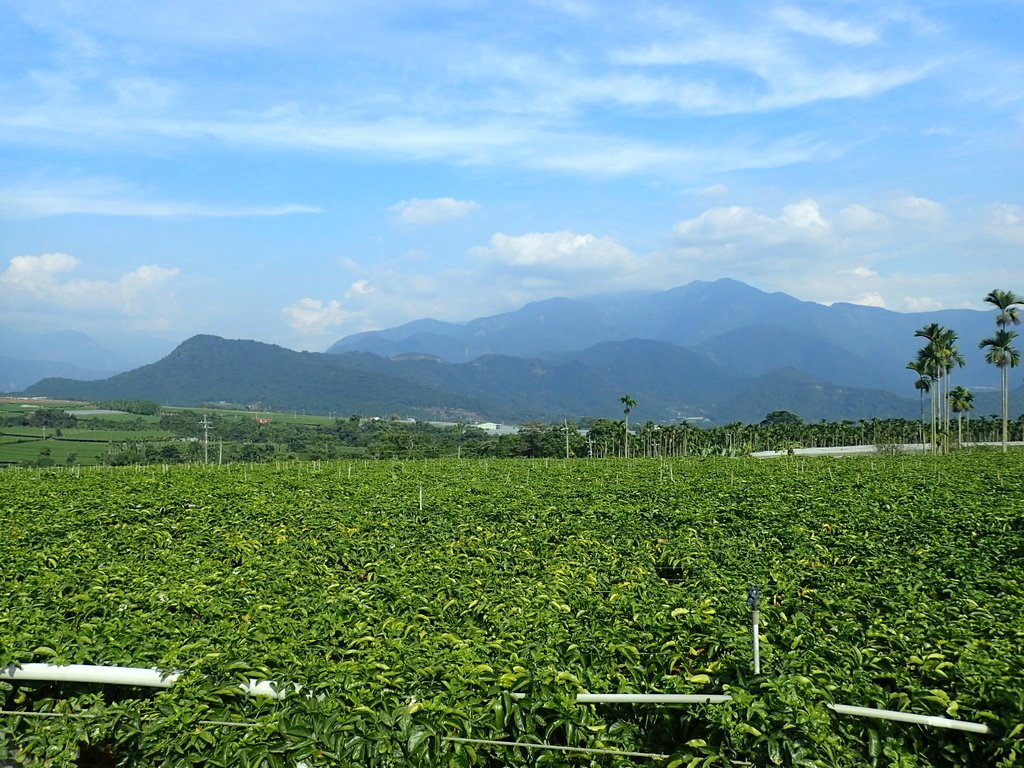 PA282140.JPG - 埔里  大坪頂  百香果園