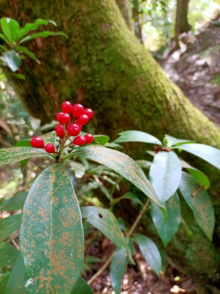 IMG20201205112106.jpg - 鹿谷  溪頭  南鳳凰山