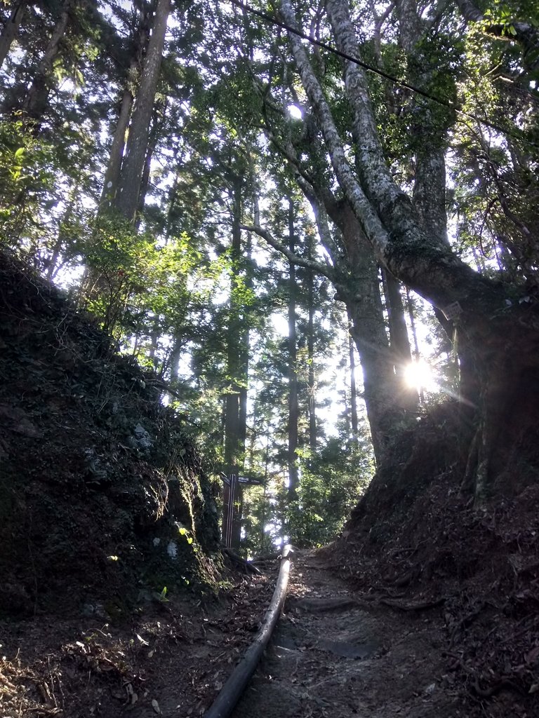 DSC_3587.JPG - 南庄  大坪林道  杜鵑嶺