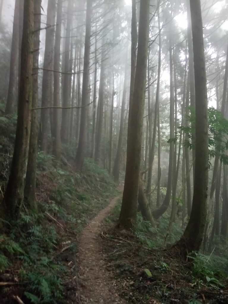 DSC_3755.JPG - 南庄  加里山  森林鐵道