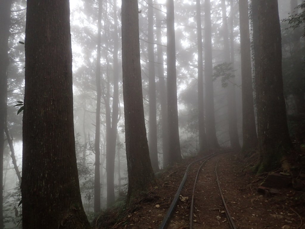 P2035024.JPG - 南庄  加里山  森林鐵道