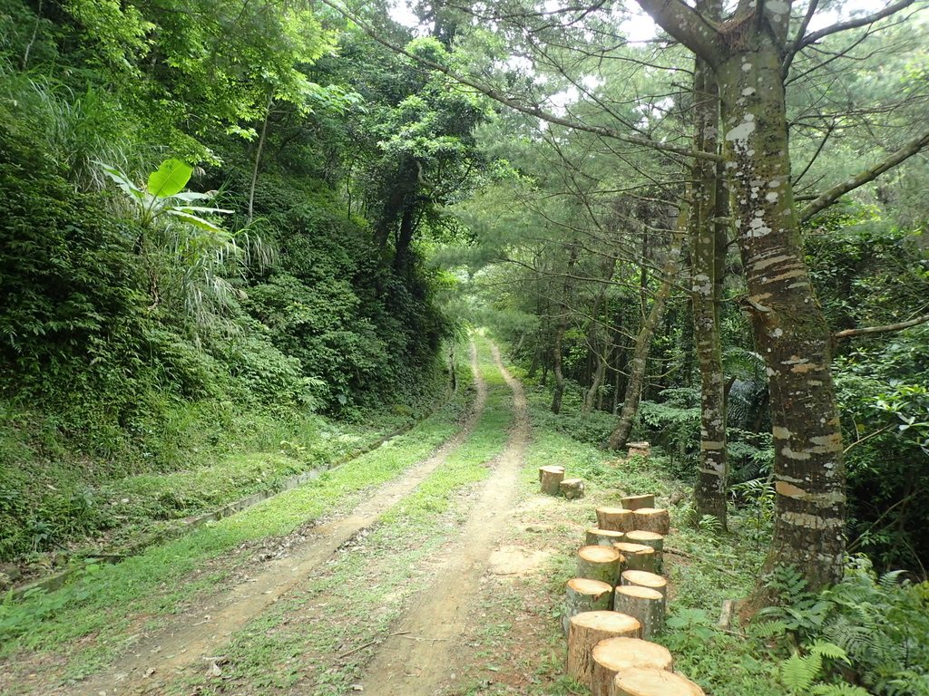 P4191938.JPG - 南庄  細湖頂  桐花山林