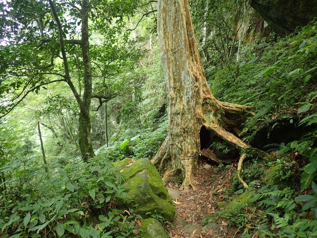 P9108400.JPG - 新竹  五指山登山步道