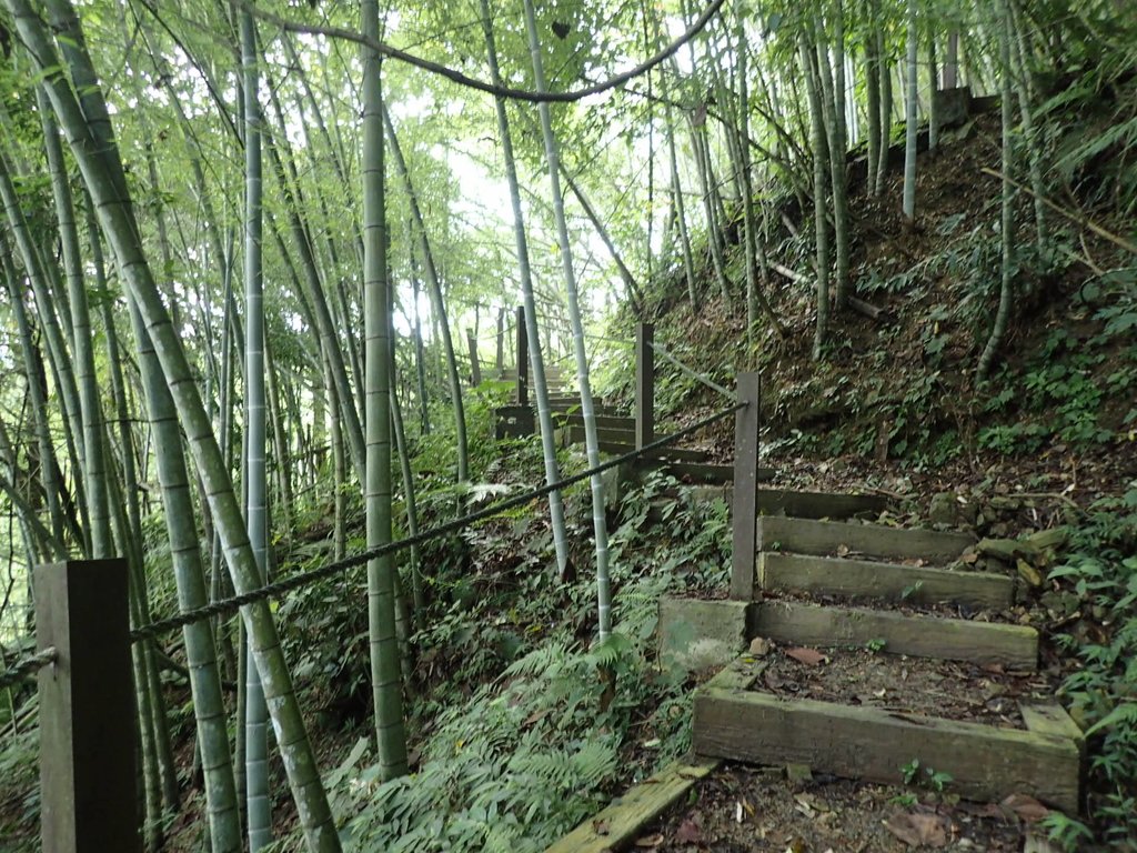 P9017413.JPG - 魚池  頭社  後尖山步道