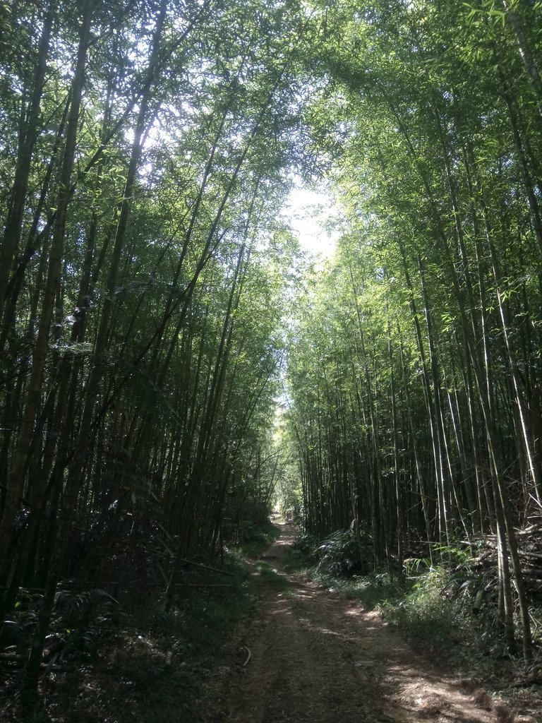 DSC_4030.JPG - 魚池  過坑山登山步道