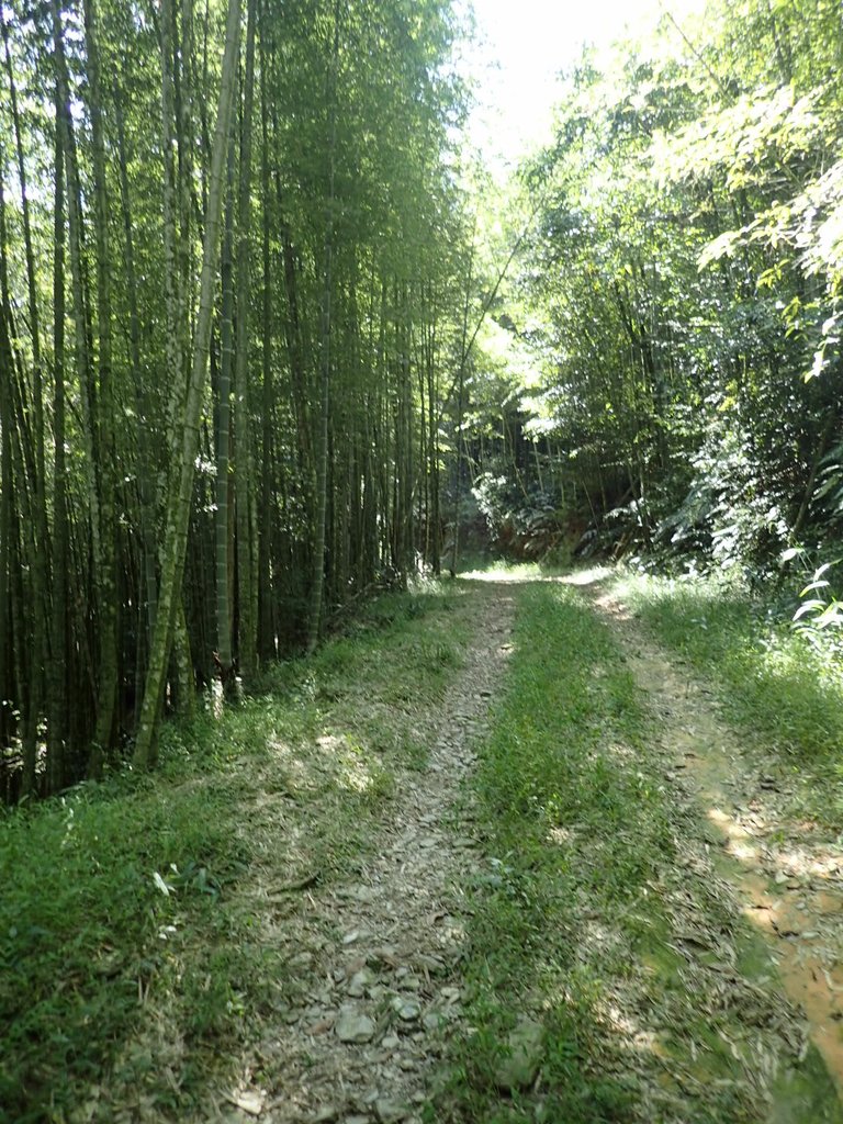 PA040412.JPG - 魚池  大尖山登山步道