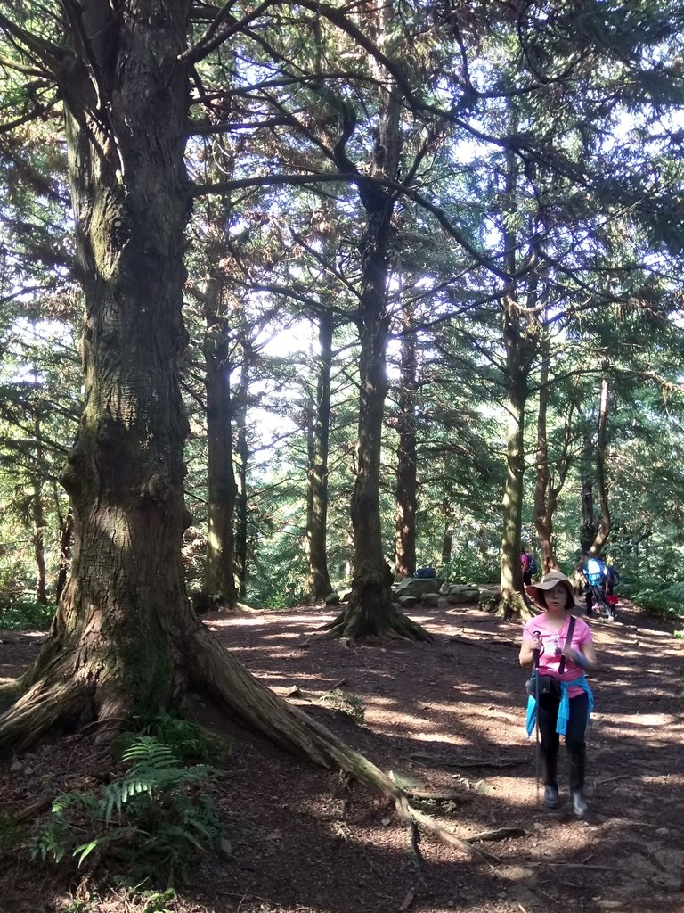 DSC_5204.JPG - 台中和平  長壽山登山步道  (上)