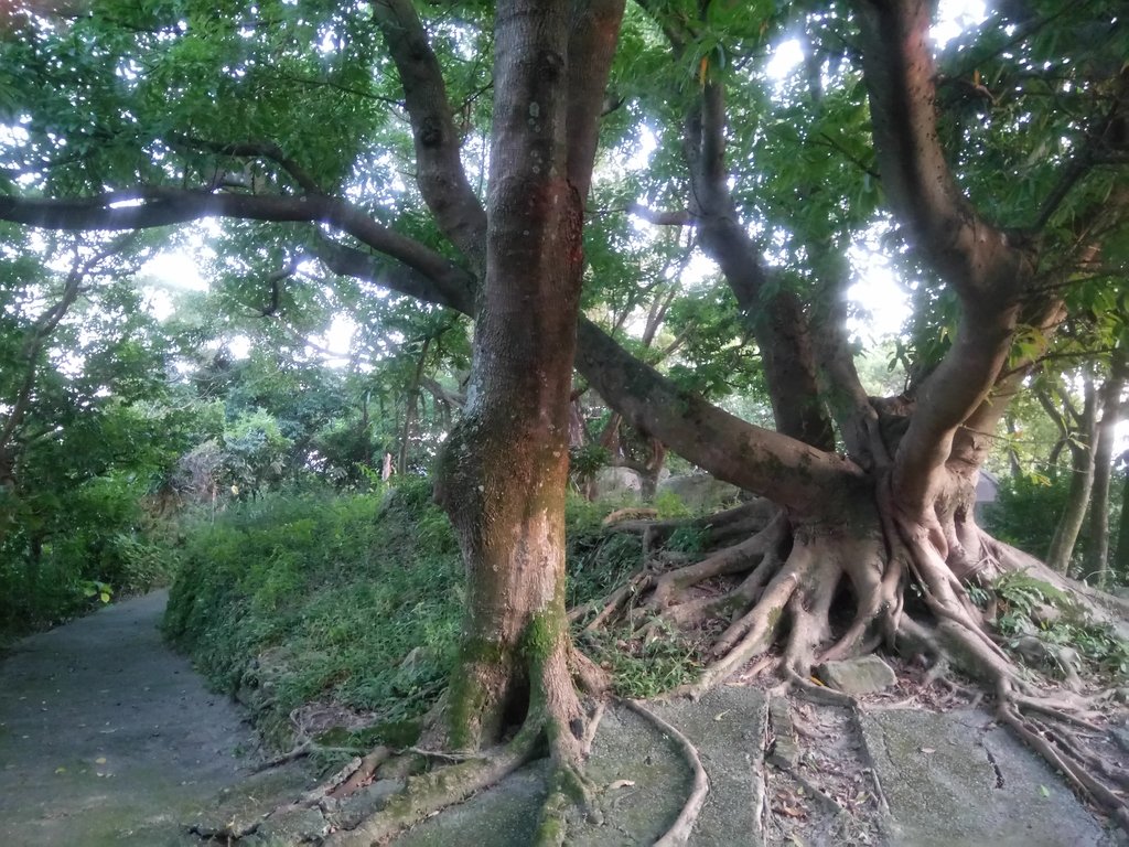 DSC_9405.JPG - 漫步  大直  文間山