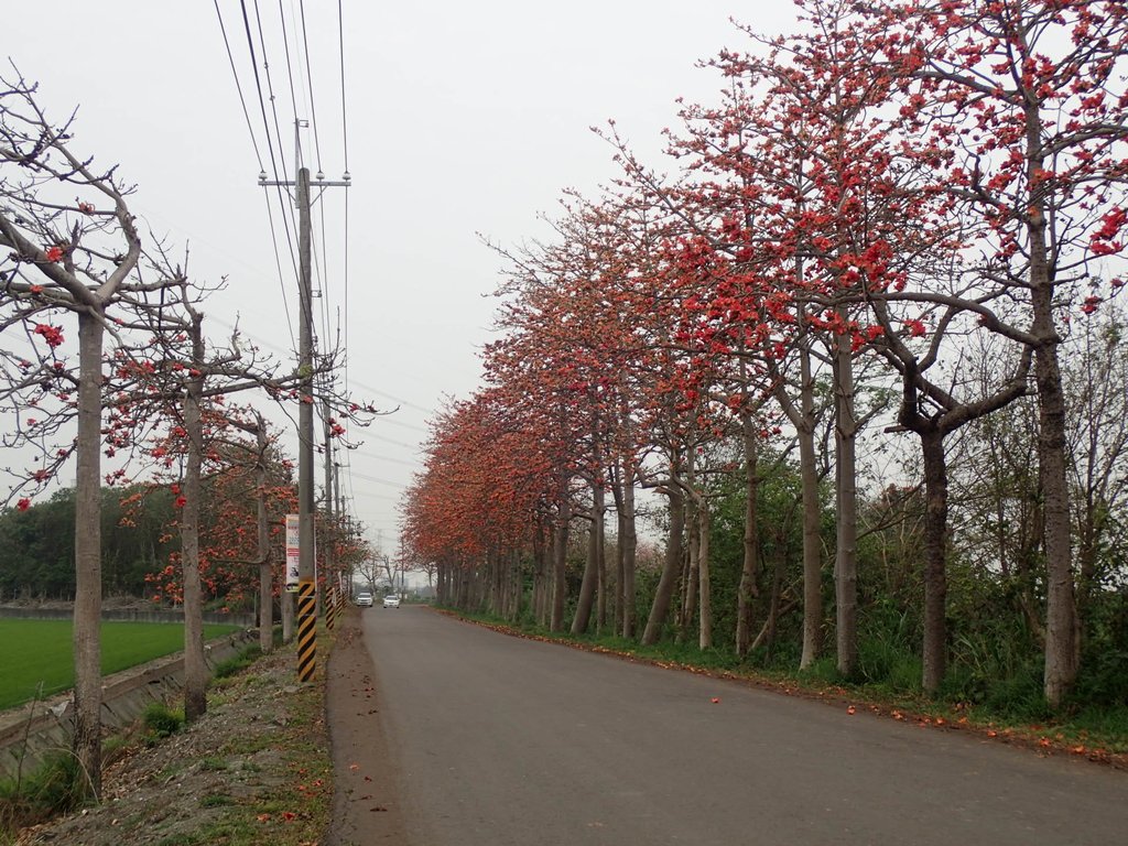 P3066339.JPG - 埤頭  東螺溪  木棉花