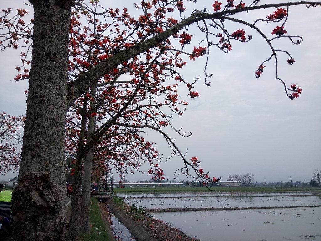 DSC_8448.JPG - 白河  林初埤  木棉花