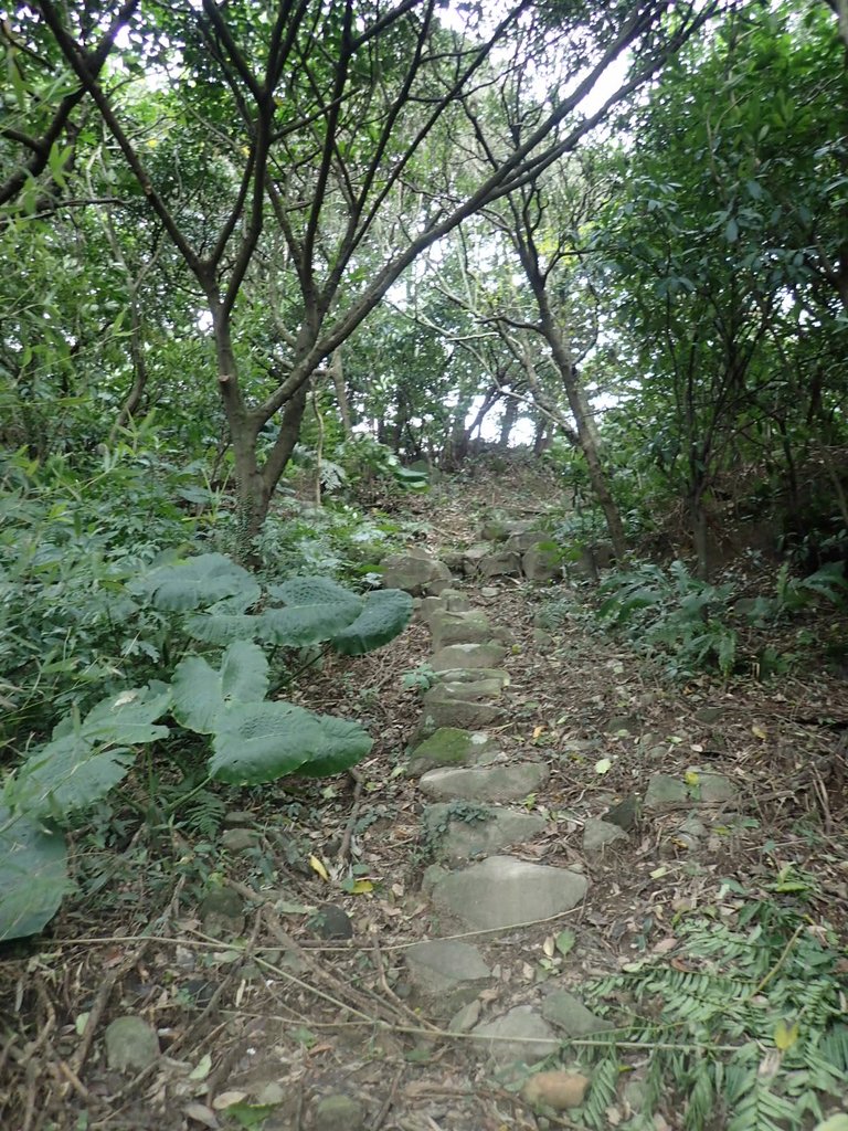 P1263965.JPG - 金山  大路崁古道