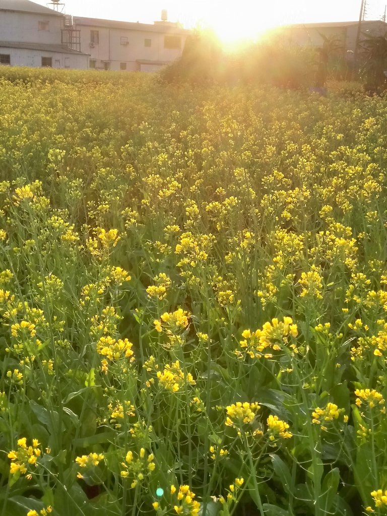 DSC_0172.JPG - 台中  西屯  油菜花田