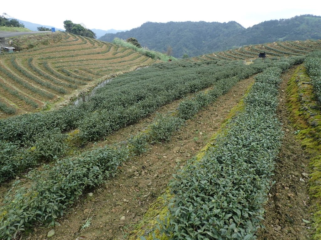 P3170445.JPG - 坪林  大湖尾茶園風光