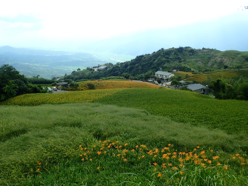 P9087964.JPG - 富里  六十石山  金針花季