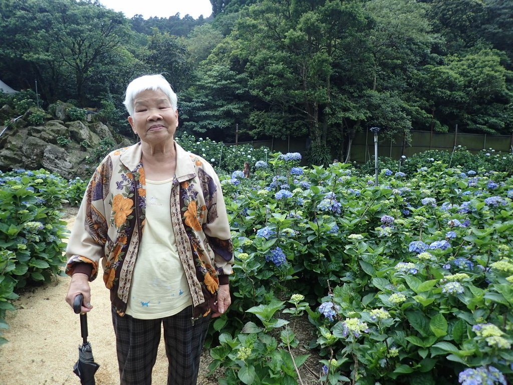 P5157504.JPG - 陽明山  高家繡球花園