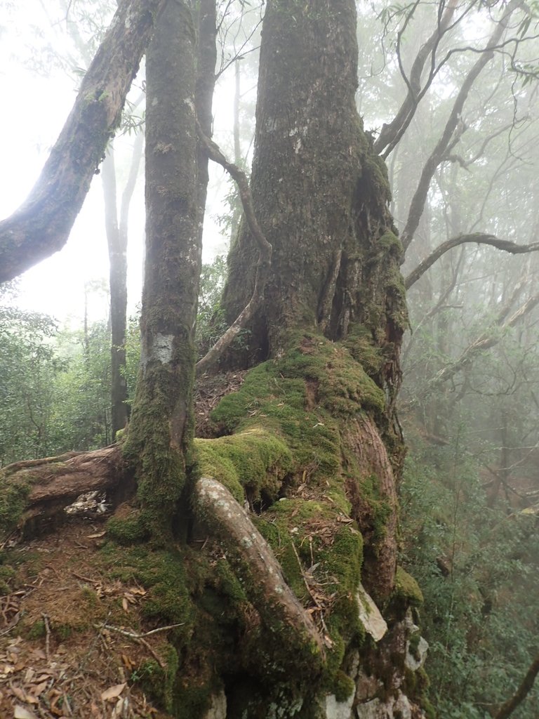 PA185679.JPG - 台中  和平  稍來山南峰