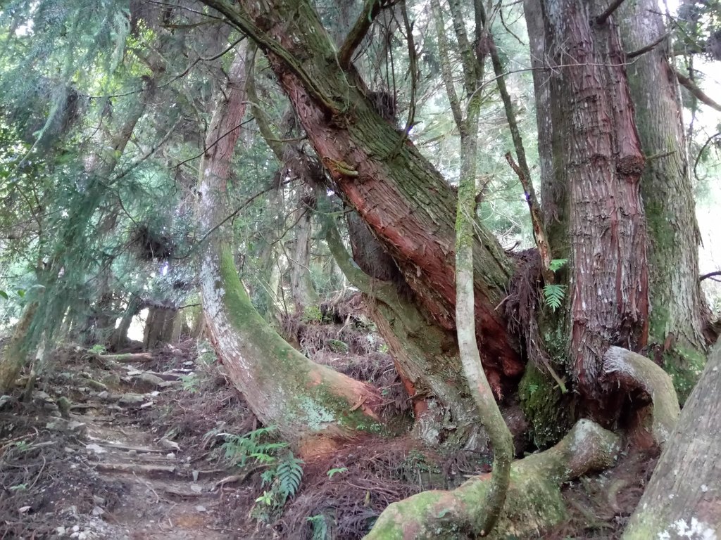 DSC_9917.JPG - 谷關七雄之  馬崙山  (下)