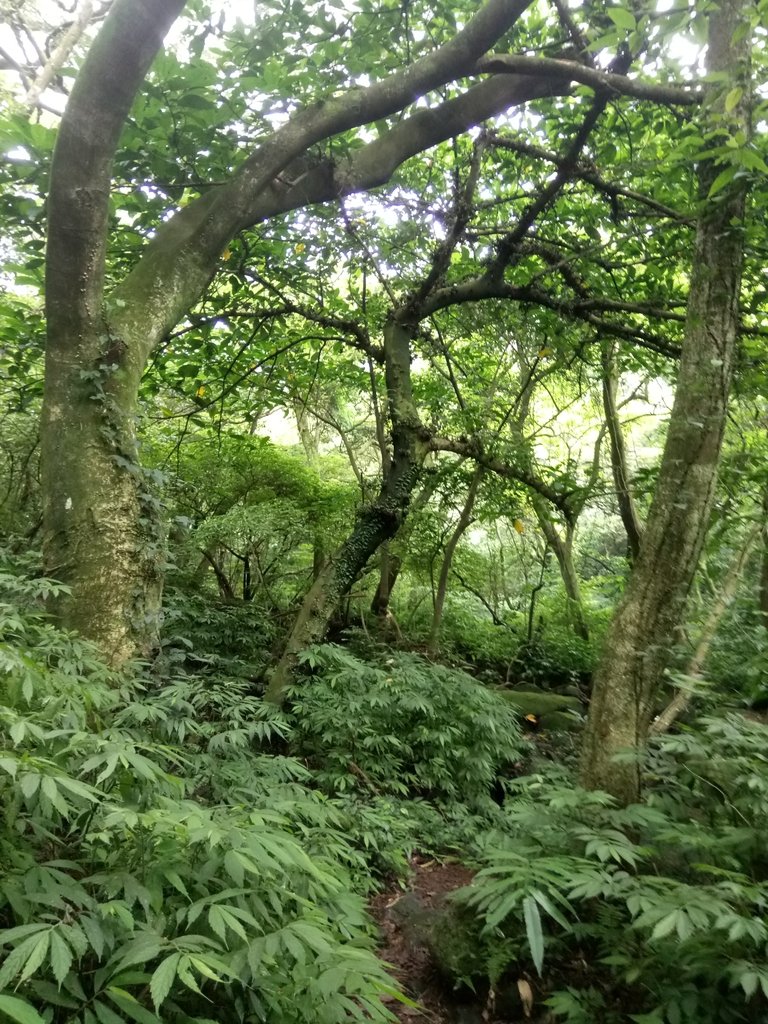 DSC_0686.JPG - 三芝  大屯溪古道