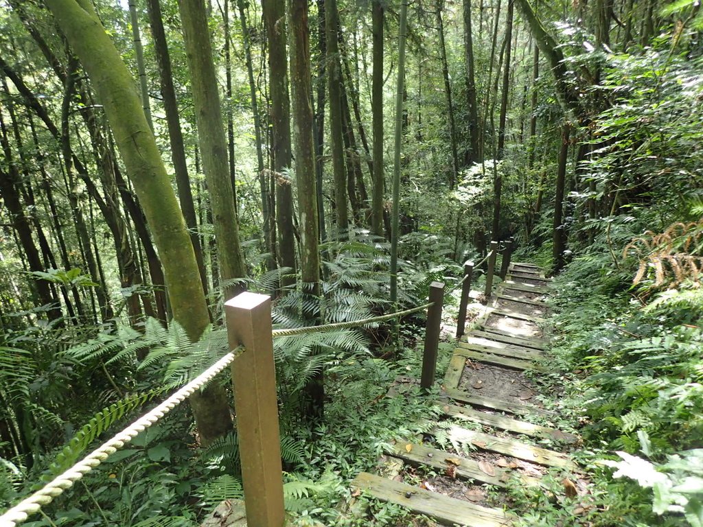 P9017417.JPG - 魚池  頭社  後尖山步道