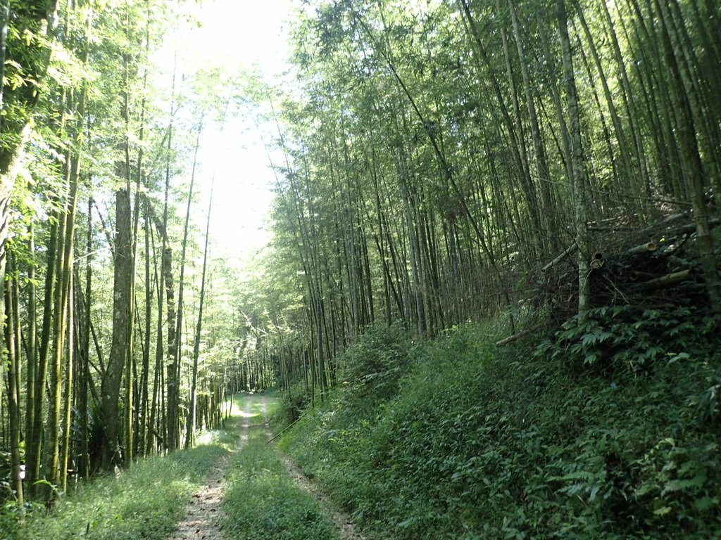 PA040428.JPG - 魚池  大尖山登山步道