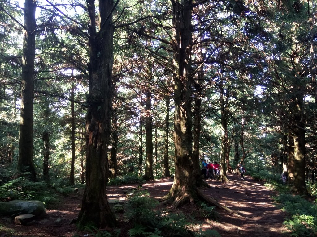 DSC_5205.JPG - 台中和平  長壽山登山步道  (上)