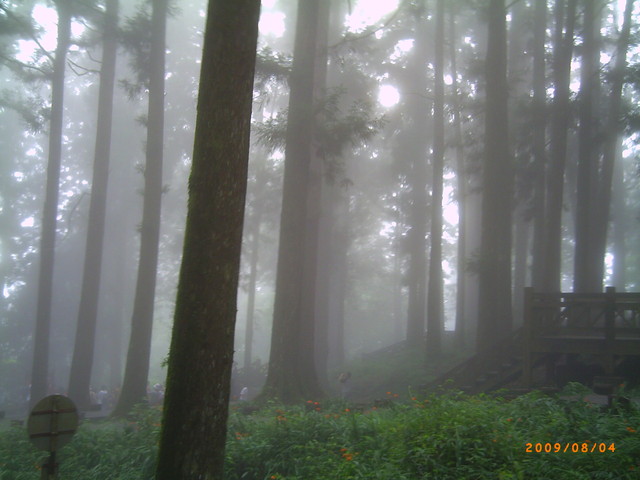 雲霧縹緲間—阿里山