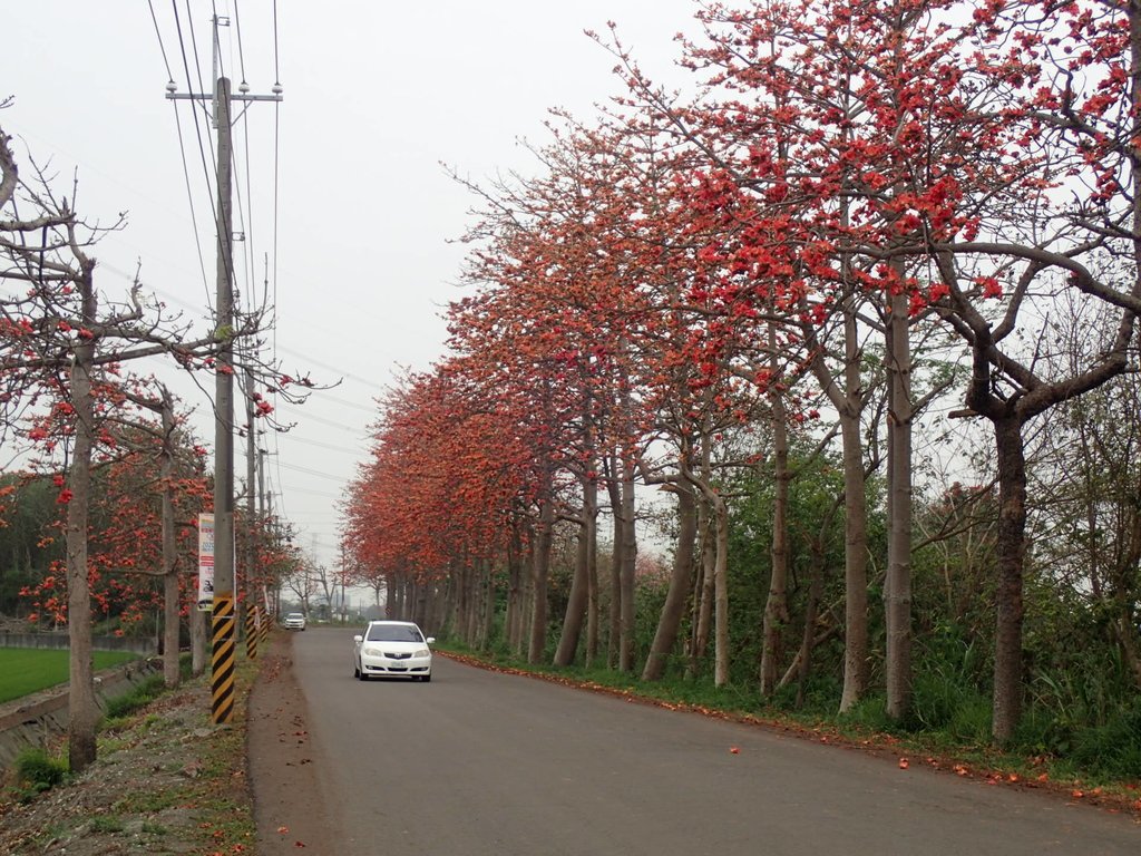 P3066341.JPG - 埤頭  東螺溪  木棉花