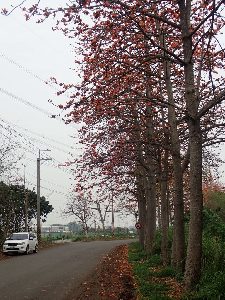 P3066361.JPG - 埤頭  東螺溪  木棉花