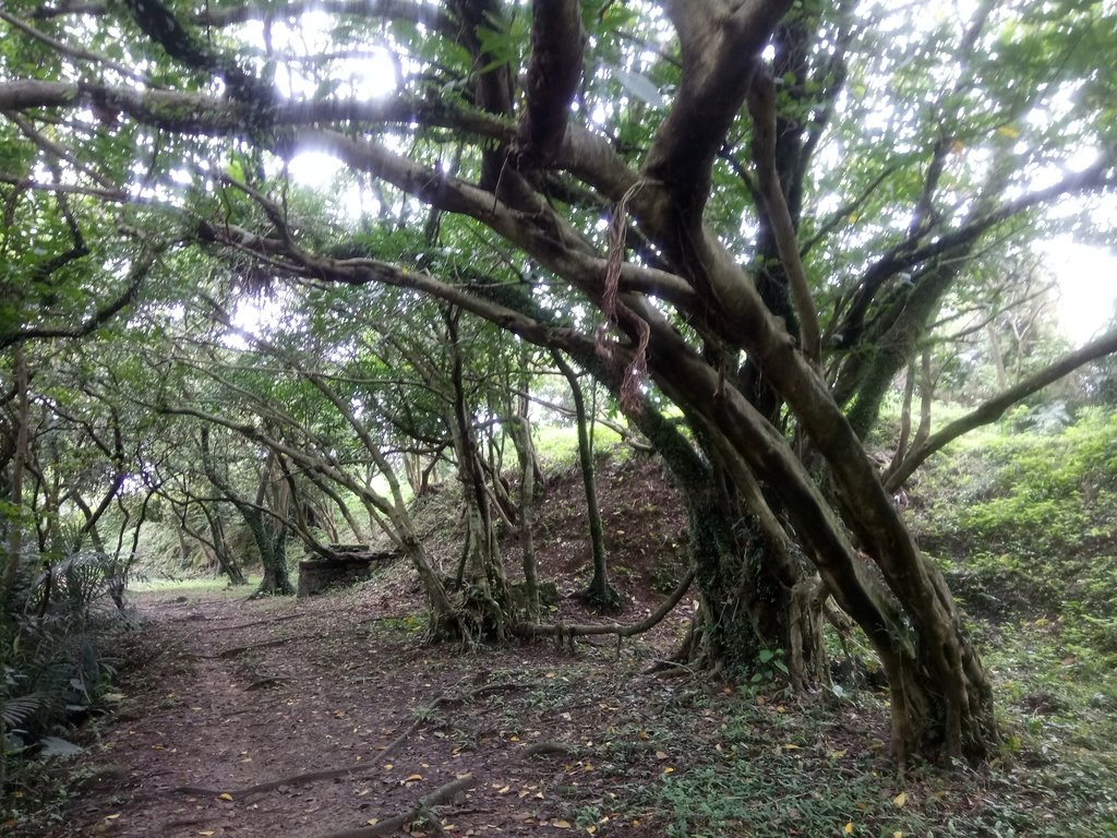 DSC_9333.JPG - 基隆  五坑山  總督嶺步道