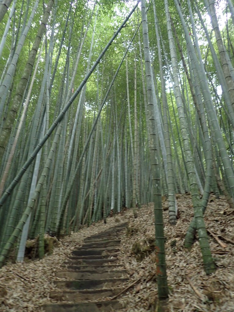 PA231692.JPG - 石壁山  嘉南雲峰步道