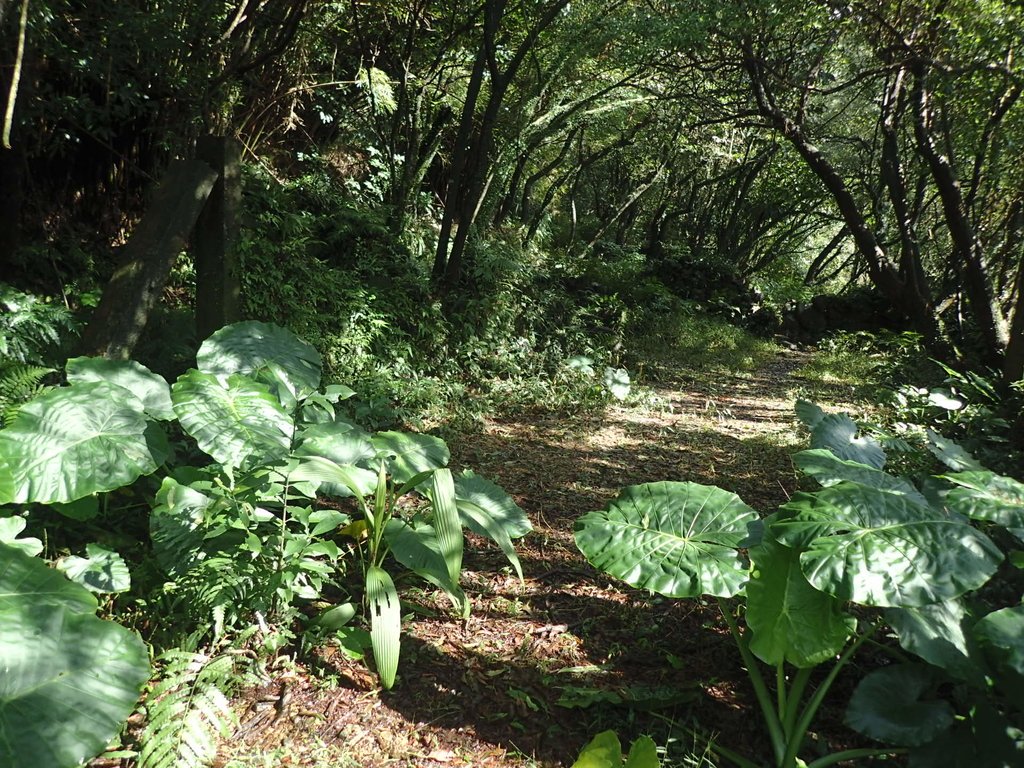 PC266081.JPG - 雙溪  燦光寮古道行