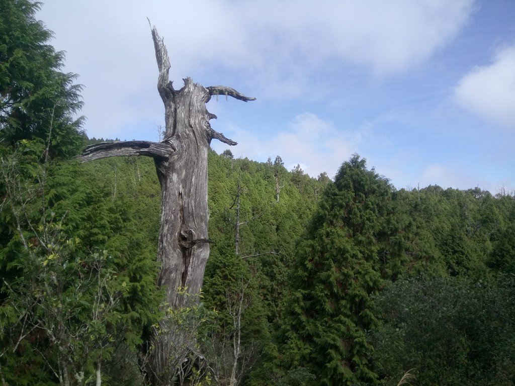 DSC_0084.JPG - 太平山  翠峰湖環山步道  01