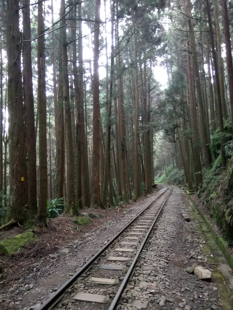 DSC_1526.JPG - 阿里山  二萬平  抱石神木