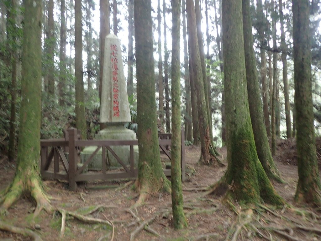 P3257969.JPG - 阿里山  二萬坪步道