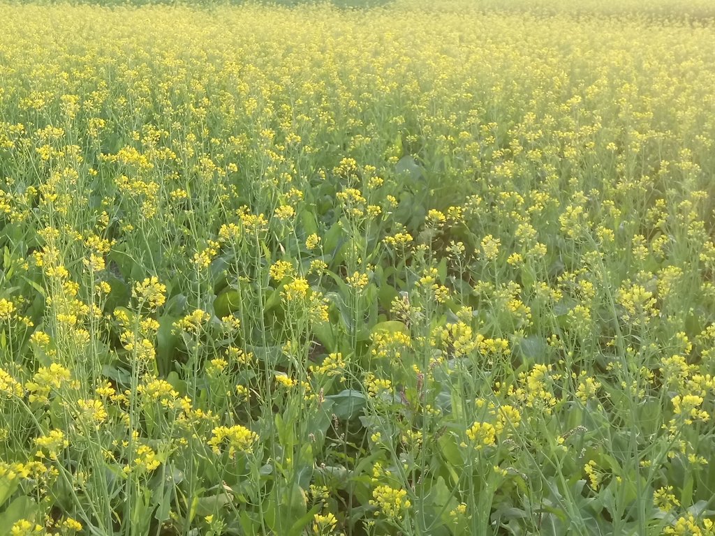 DSC_0176.JPG - 台中  西屯  油菜花田