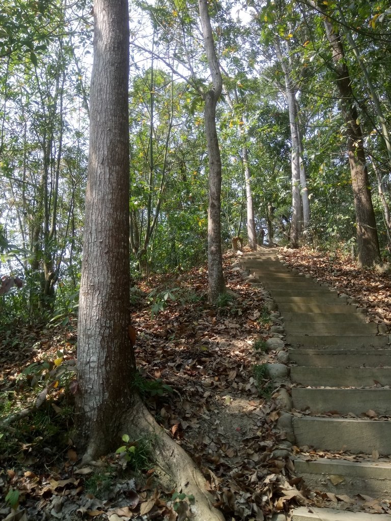 DSC_7290.JPG - 草屯平林  九九峰森林步道