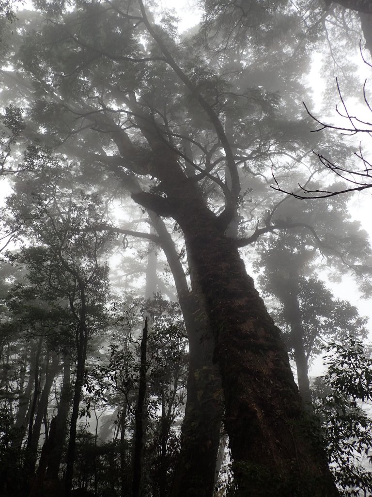 PA185680.JPG - 台中  和平  稍來山南峰