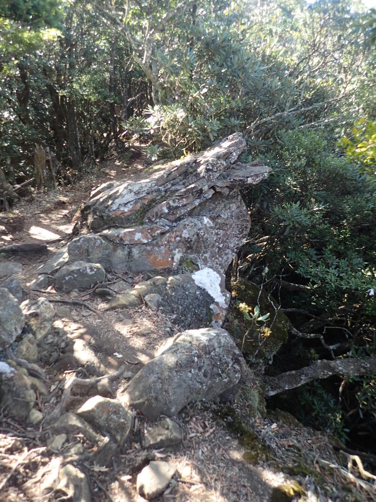 P2034767.JPG - 南庄  大坪林道  杜鵑嶺