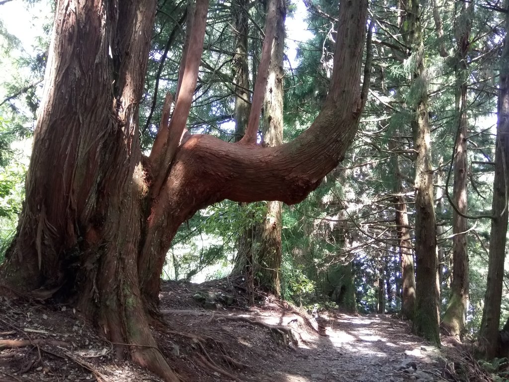 DSC_9926.JPG - 谷關七雄之  馬崙山  (下)