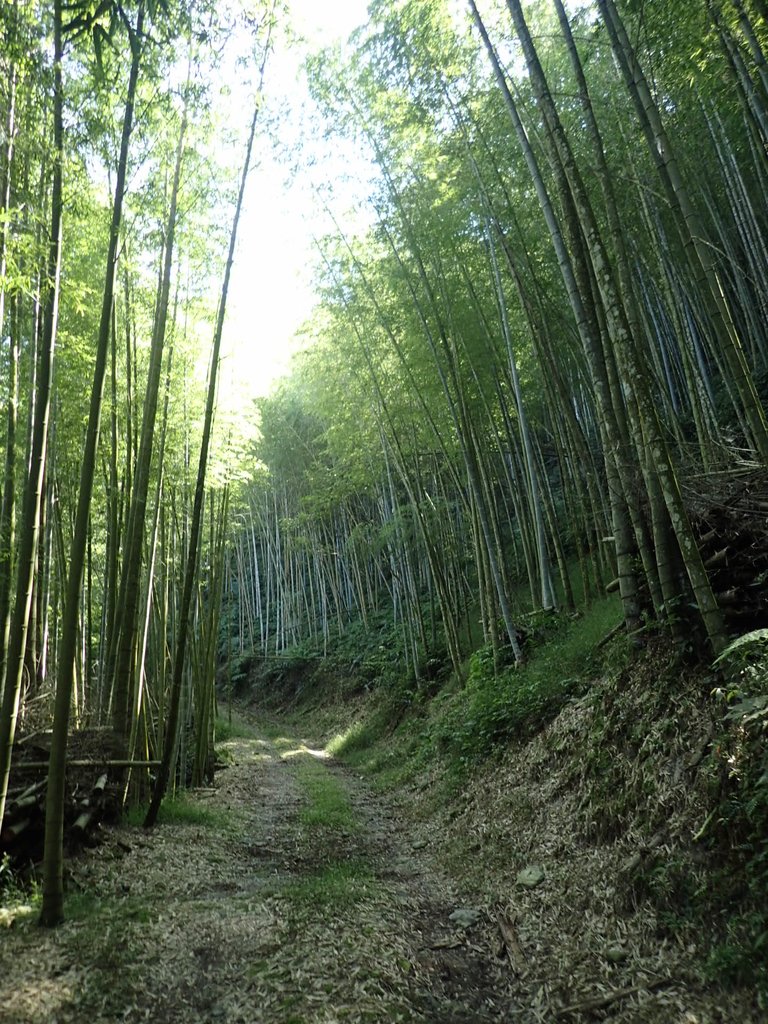 PA040436.JPG - 魚池  大尖山登山步道