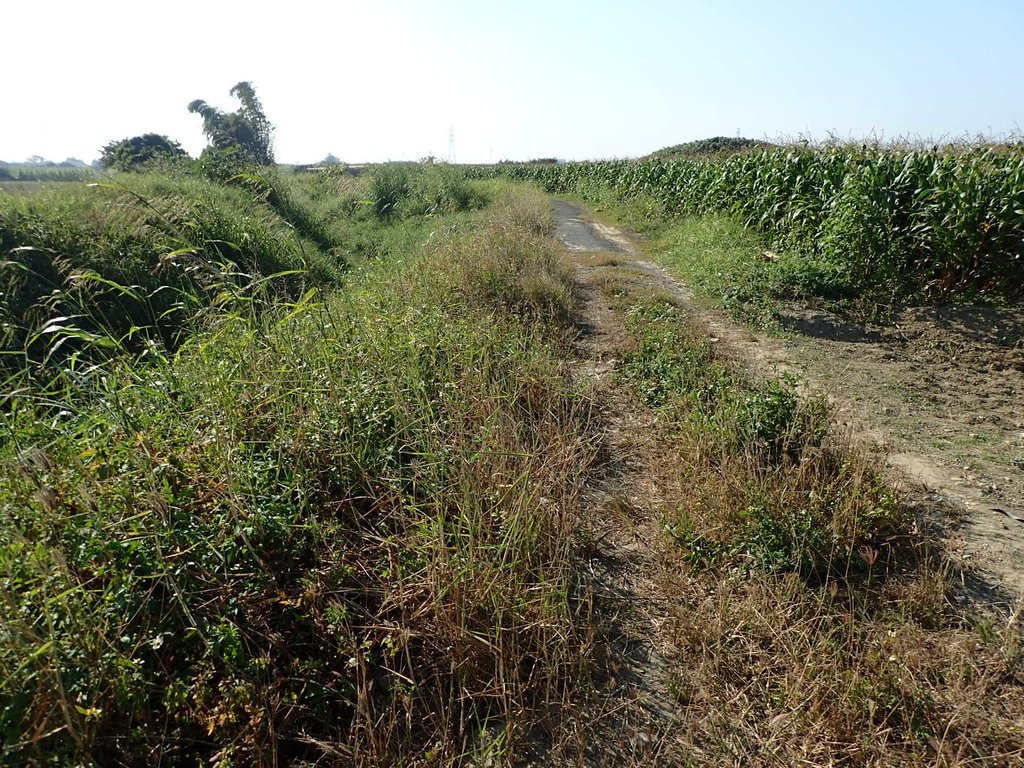 P1017825.JPG - 鹽水  菜園  儒林郎陳敏濟墓